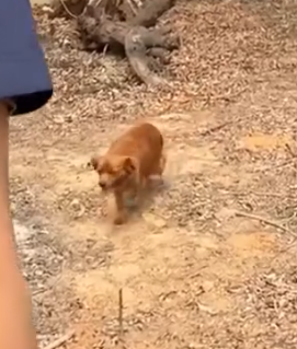 Part2 Animals Rescue #dogrescue #rescuedog #dogsofttiktok #foryoupage #foryou #dogs