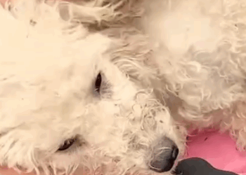 Part2 Animals Rescue #dogrescue #rescuedog #dogsofttiktok #foryoupage #foryou #dogs