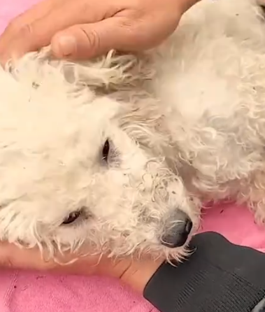 Part2 Animals Rescue #dogrescue #rescuedog #dogsofttiktok #foryoupage #foryou #dogs