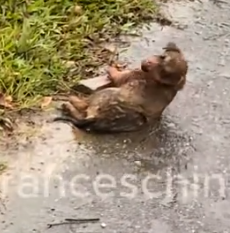 On my way to work, I saw a poor dog that had been hit by a car and immobilized on the side of the road._part2