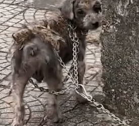 On the way home after work, in the middle of a cold winter, the temperature was about 3 degrees Celsius_part2