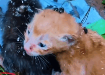 Part2 Animals Rescue #dogrescue #rescuedog #dogsofttiktok #foryoupage #foryou #dogs