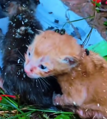 Part2 Animals Rescue #dogrescue #rescuedog #dogsofttiktok #foryoupage #foryou #dogs