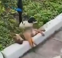 Part2 Animals Rescue #dogrescue #rescuedog #dogsofttiktok #foryoupage #foryou #dogs