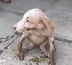 Rescued puppy with bow shaped front legs_part2