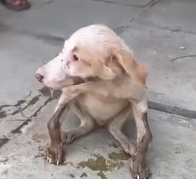 Rescued puppy with bow shaped front legs_part2