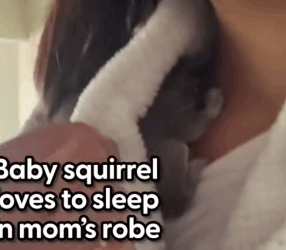 Part2 Animals Rescue #dogrescue #rescuedog #dogsofttiktok #foryoupage #foryou #dogs