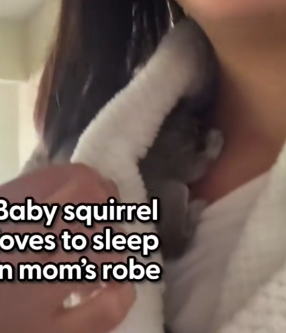 Part2 Animals Rescue #dogrescue #rescuedog #dogsofttiktok #foryoupage #foryou #dogs