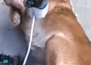 Part2 Animals Rescue #dogrescue #rescuedog #dogsofttiktok #foryoupage #foryou #dogs