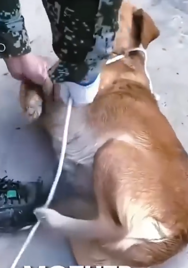 Part2 Animals Rescue #dogrescue #rescuedog #dogsofttiktok #foryoupage #foryou #dogs