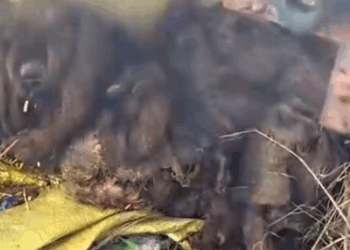 Part2 Animals Rescue #dogrescue #rescuedog #dogsofttiktok #foryoupage #foryou #dogs