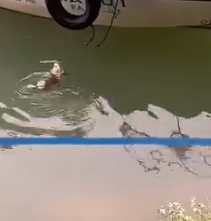 Part2 Animals Rescue #dogrescue #rescuedog #dogsofttiktok #foryoupage #foryou #dogs