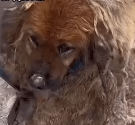 Part2 Animals Rescue #dogrescue #rescuedog #dogsofttiktok #foryoupage #foryou #dogs