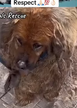 Part2 Animals Rescue #dogrescue #rescuedog #dogsofttiktok #foryoupage #foryou #dogs