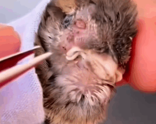 Part2 Animals Rescue #dogrescue #rescuedog #dogsofttiktok #foryoupage #foryou #dogs