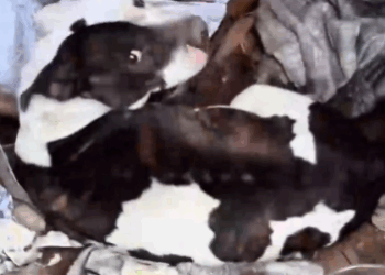 Part2 Animals Rescue #dogrescue #rescuedog #dogsofttiktok #foryoupage #foryou #dogs