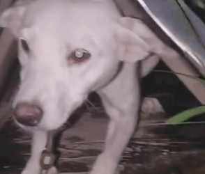 Part2 Animals Rescue #dogrescue #rescuedog #dogsofttiktok #foryoupage #foryou #dogs