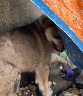 Part2 Animals Rescue #dogrescue #rescuedog #dogsofttiktok #foryoupage #foryou #dogs