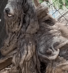 Part2 Animals Rescue #dogrescue #rescuedog #dogsofttiktok #foryoupage #foryou #dogs