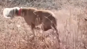 Part2 Animals Rescue #dogrescue #rescuedog #dogsofttiktok #foryoupage #foryou #dogs