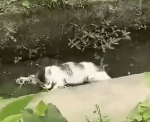 Part2 Animals Rescue #dogrescue #rescuedog #dogsofttiktok #foryoupage #foryou #dogs