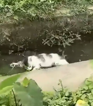 Part2 Animals Rescue #dogrescue #rescuedog #dogsofttiktok #foryoupage #foryou #dogs