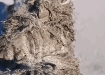 Part2 Animals Rescue #dogrescue #rescuedog #dogsofttiktok #foryoupage #foryou #dogs