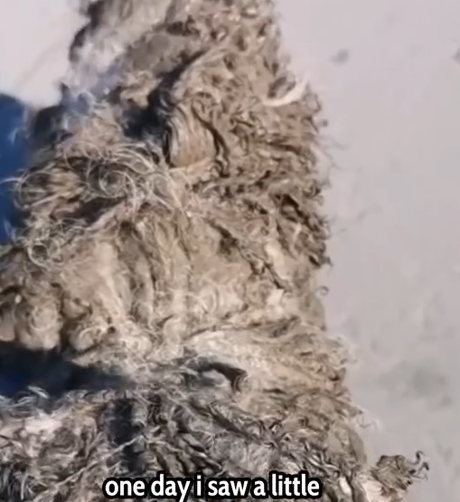 Part2 Animals Rescue #dogrescue #rescuedog #dogsofttiktok #foryoupage #foryou #dogs