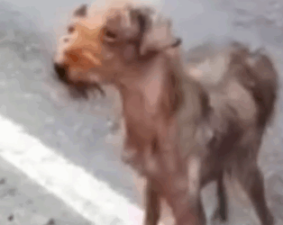 Part2 Animals Rescue #dogrescue #rescuedog #dogsofttiktok #foryoupage #foryou #dogs