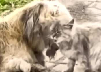 Part2 Animals Rescue #dogrescue #rescuedog #dogsofttiktok #foryoupage #foryou #dogs