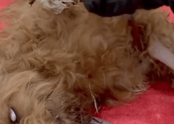 Part2 Animals Rescue #dogrescue #rescuedog #dogsofttiktok #foryoupage #foryou #dogs