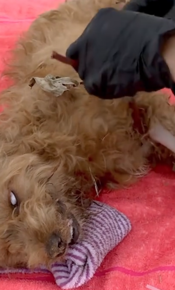 Part2 Animals Rescue #dogrescue #rescuedog #dogsofttiktok #foryoupage #foryou #dogs