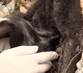 Part2 Animals Rescue #dogrescue #rescuedog #dogsofttiktok #foryoupage #foryou #dogs