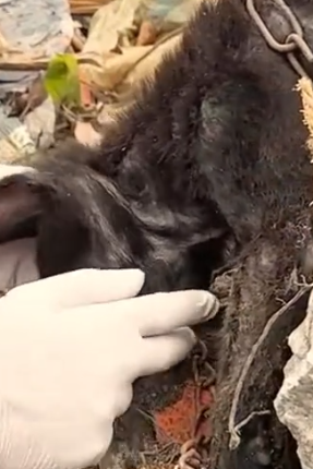 Part2 Animals Rescue #dogrescue #rescuedog #dogsofttiktok #foryoupage #foryou #dogs