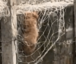 on the way to work i saw this poor puppy caught in a net, hungry and thirsty,_part2