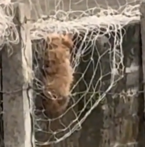 on the way to work i saw this poor puppy caught in a net, hungry and thirsty,_part2