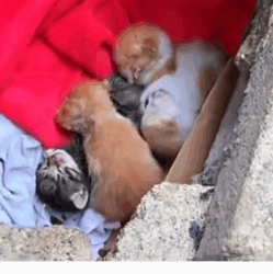 Part2 Animals Rescue #dogrescue #rescuedog #dogsofttiktok #foryoupage #foryou #dogs