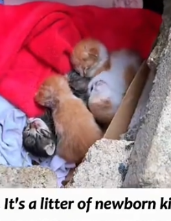 Part2 Animals Rescue #dogrescue #rescuedog #dogsofttiktok #foryoupage #foryou #dogs