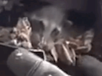 She had them scaling the entire roof to catch her 😭 24 hours later,_part2