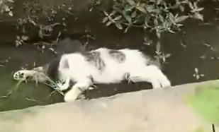 Part2 Animals Rescue #dogrescue #rescuedog #dogsofttiktok #foryoupage #foryou #dogs