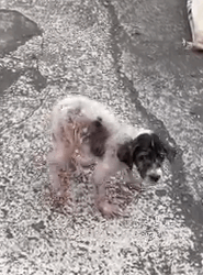 Rotting alive and forgotten… what we found was horrifying_part2