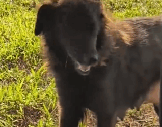 Stray Dog Kept Bringing This Family Her Puppies To Babysit_part2