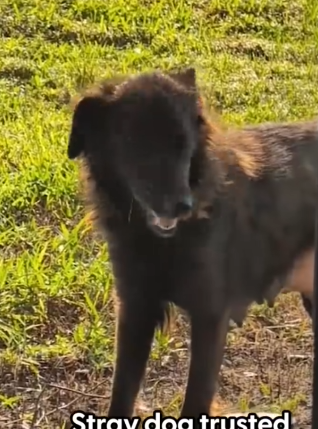 Stray Dog Kept Bringing This Family Her Puppies To Babysit_part2