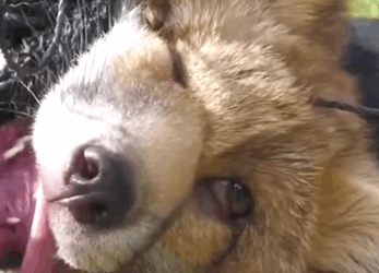 Part2 Animals Rescue #dogrescue #rescuedog #dogsofttiktok #foryoupage #foryou #dogs