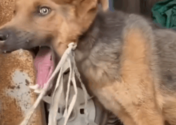 Part2 Animals Rescue #dogrescue #rescuedog #dogsofttiktok #foryoupage #foryou #dogs