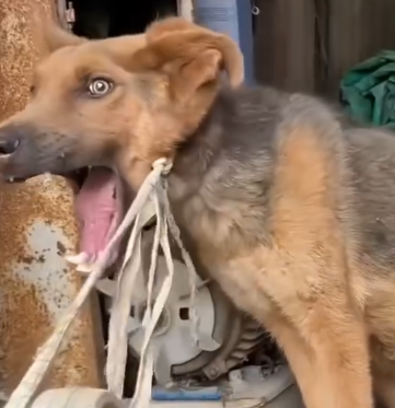 Part2 Animals Rescue #dogrescue #rescuedog #dogsofttiktok #foryoupage #foryou #dogs