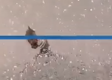 Part2 Animals Rescue #dogrescue #rescuedog #dogsofttiktok #foryoupage #foryou #dogs