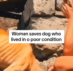 Part2 Animals Rescue #dogrescue #rescuedog #dogsofttiktok #foryoupage #foryou #dogs