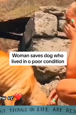 Part2 Animals Rescue #dogrescue #rescuedog #dogsofttiktok #foryoupage #foryou #dogs