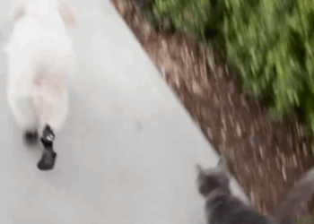 Part2 Animals Rescue #dogrescue #rescuedog #dogsofttiktok #foryoupage #foryou #dogs